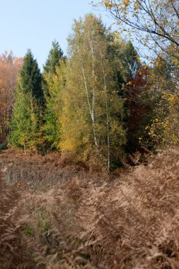 sonbahar renkleri ve yaprakları izlenimi