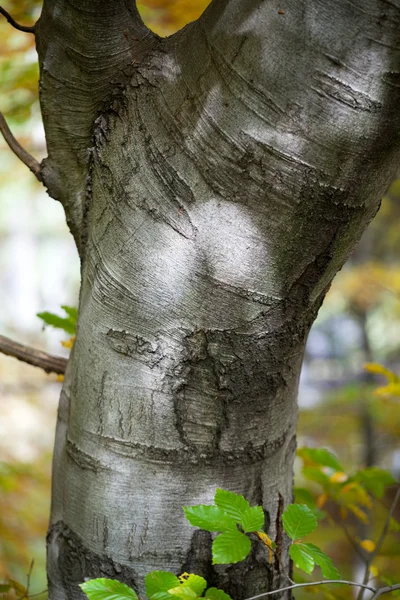 Stříbro bukové kmeny proti suché listí — Stock fotografie