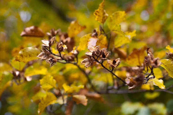 Troncos de haya plateada contra las hojas secas — Foto de Stock