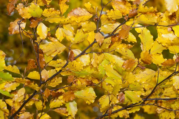 Srebro Buk pni z suchych liści — Zdjęcie stockowe