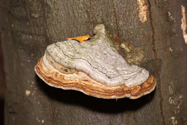 Крупним планом грибок на стовбурі дерева — стокове фото