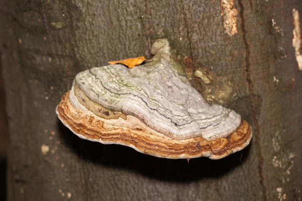 Closeup of tinder fungus on tree trunk — Stock Photo, Image