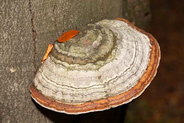 Closeup of tinder fungus on tree trunk — Stock Photo, Image