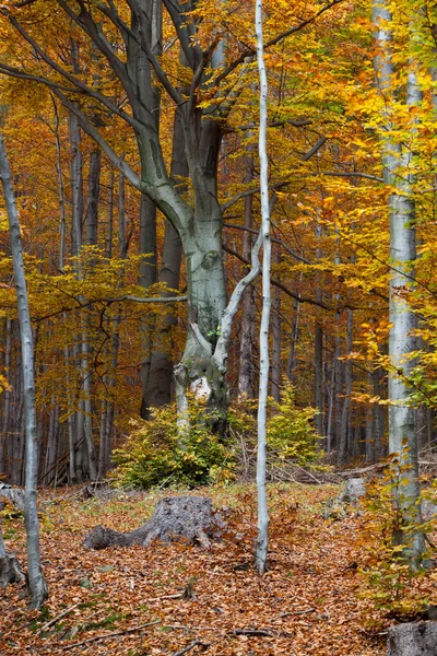 Silver-bok trädstammar mot de torra löv — Stockfoto