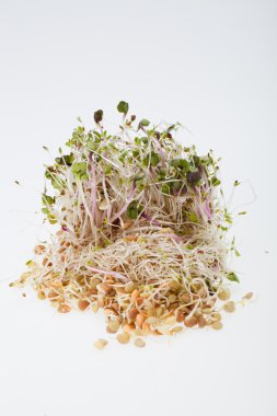 Sağlıklı beslenme. Beyaz arkaplanda taze filizler izole edildi