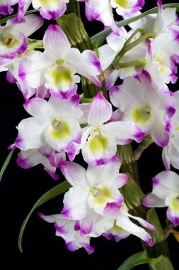 Dendrobium Orkide melezleri. Siyah üzerine izole edilmiş.
