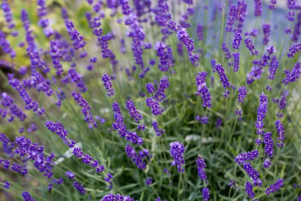 Gardens with the flourishing lavender — Stock Photo, Image