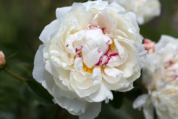Hermosa peonía blanca en el jardín — Foto de Stock