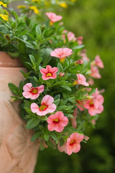 Red petunias flowers in garden — Stock Photo, Image