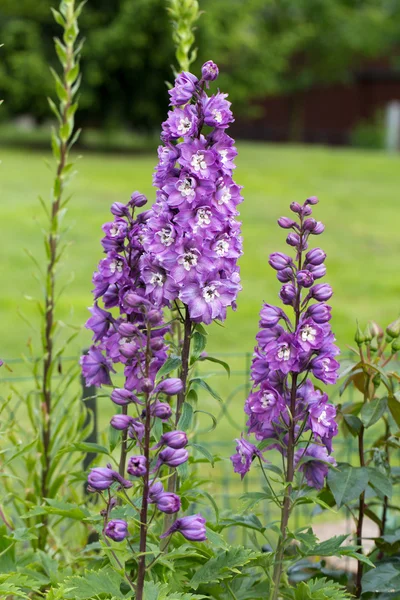 Purple Delphinium Flower in Garden Stock Image