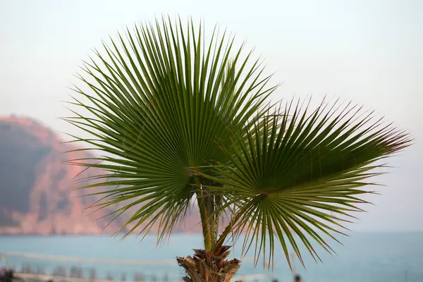 Piękne liście palmowe drzewa w słońcu — Zdjęcie stockowe