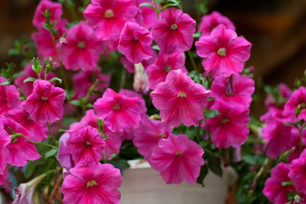 Hermosas flores de petunia de cerca —  Fotos de Stock