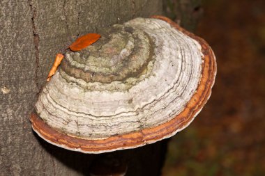 Closeup of tinder fungus on tree trunk clipart