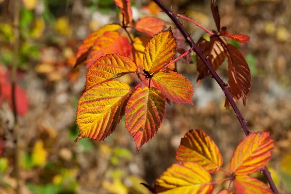 Impressão de folhas e cores de outono — Fotografia de Stock