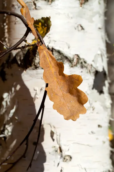 Indruk van bladeren en herfst kleuren — Stockfoto