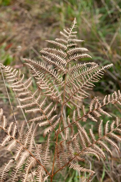 Der herbstliche Eindruck - trockene Blätter des Farns — Stockfoto