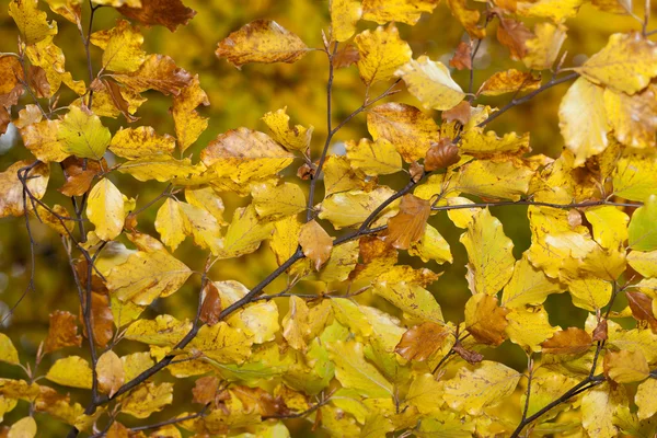 Impression of leaves and autumn colors — Stock Photo, Image