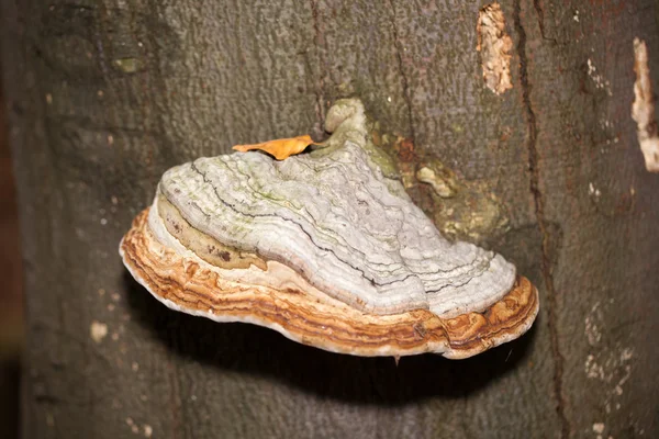 Closeup of tinder fungus on tree trunk — Stock Photo, Image