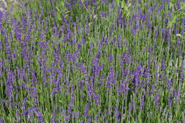 Fransa 'da yeşeren lavantalı bahçe