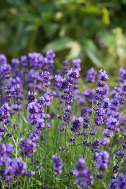 İri ve gür bahçeler,