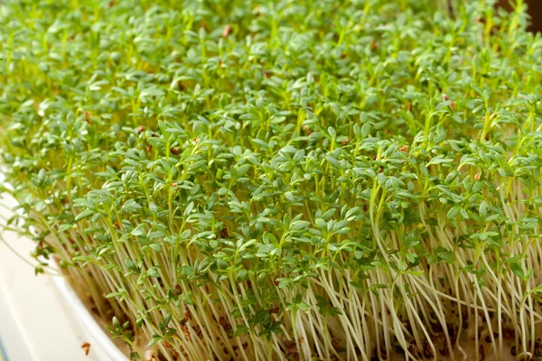 Tuinkers zaailingen geïsoleerd op witte achtergrond — Stockfoto