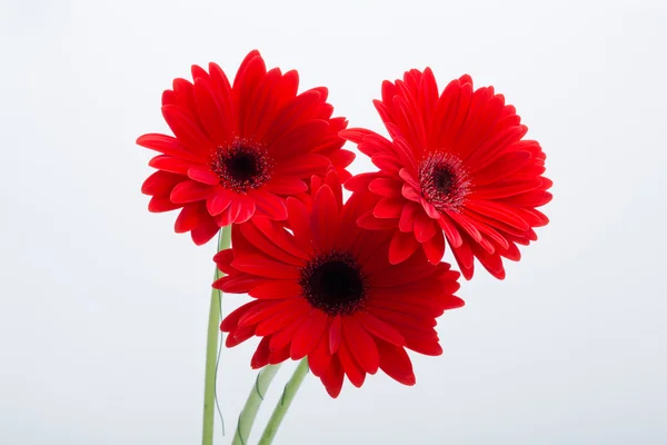 Röd gerbera tusensköna — Stockfoto