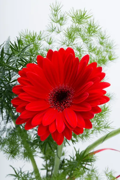 赤いガーベラデイジーの花 — ストック写真