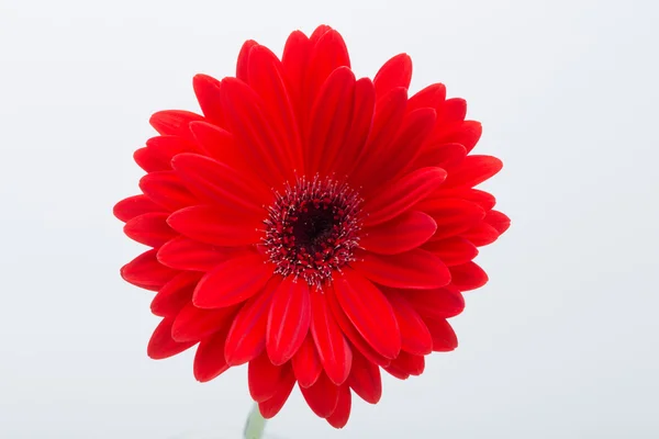 Fiore di margherita gerbera rosso — Foto Stock