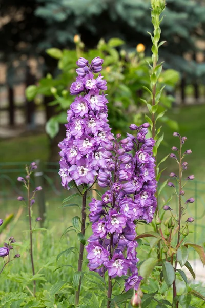 Květ fialový delphinium v zahradě — Stock fotografie