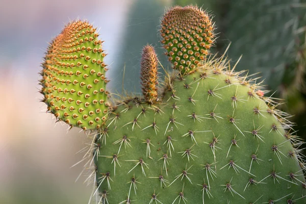 Feuille de cactus de poire piquante verte en fin d'après-midi — Photo