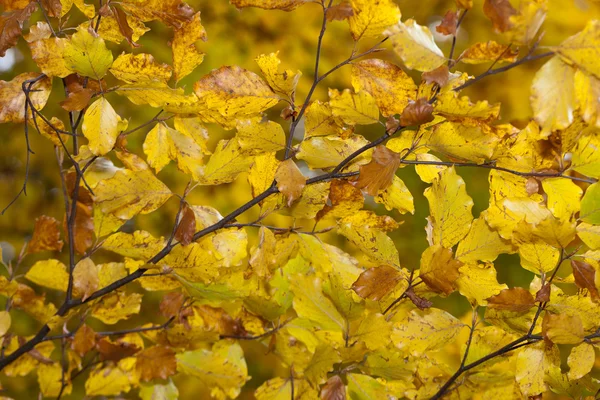 Impression of leaves and autumn colors — Stock Photo, Image