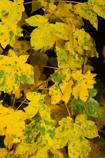 Indruk van bladeren en herfst kleuren — Stockfoto