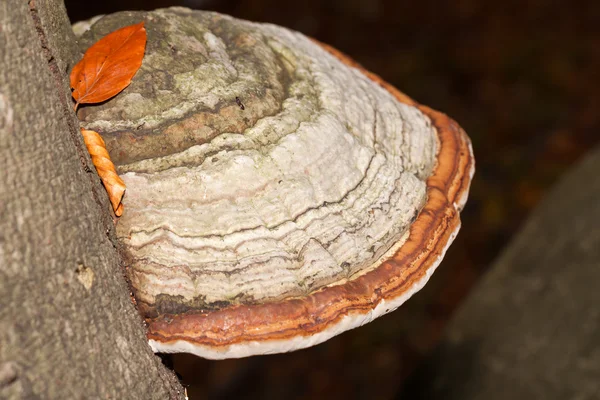 Closeup of tinder fungus on tree trunk — Stock Photo, Image