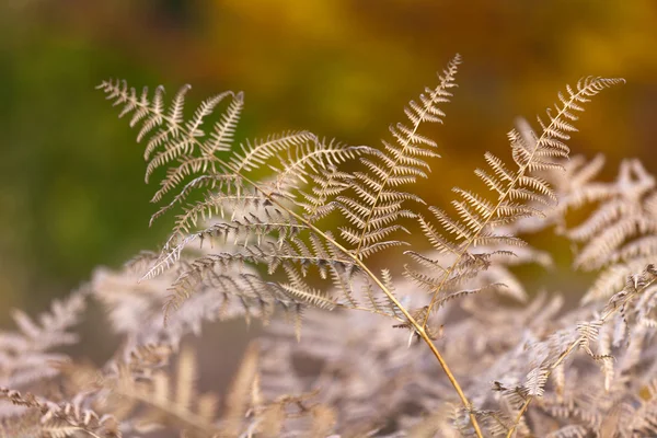 The autumnal impression - dry leaves of the fern — Stock Photo, Image