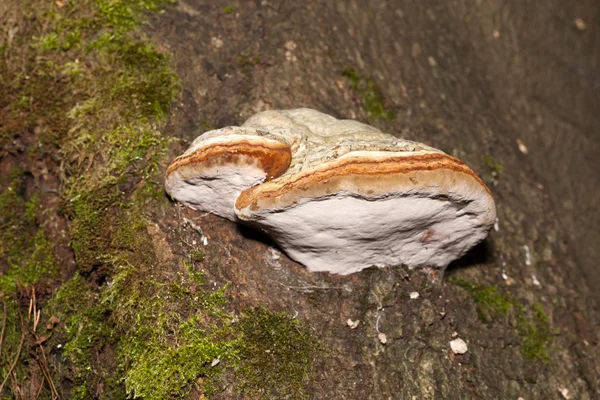 Närbild av fnöske svamp på trädstam — Stockfoto