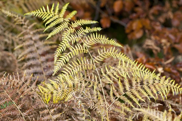 秋天的印象-蕨类植物的干燥叶子 — 图库照片