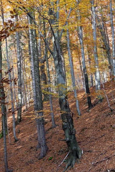 Сріблясто-букові стовбури дерев проти сухого листя — стокове фото