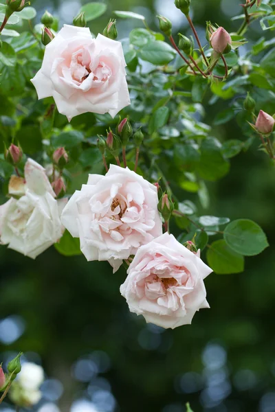 Rose rose sur la branche dans le jardin — Photo
