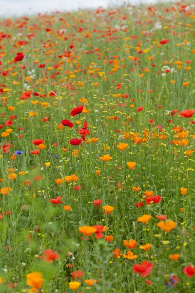 The picturesque landscape with red poppies among the meadow — Stock Photo, Image