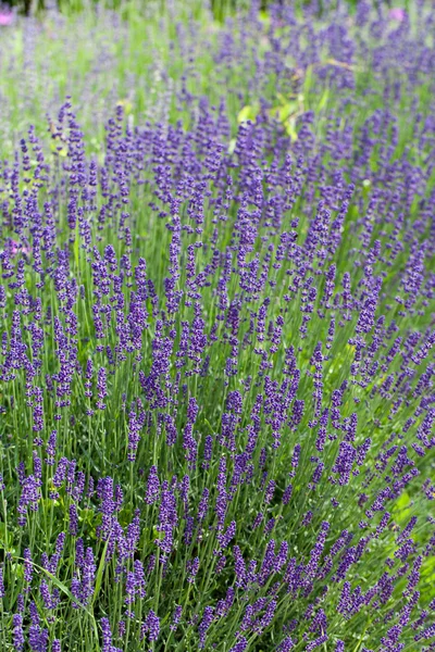 Jardim com a lavanda florescente na França — Fotografia de Stock