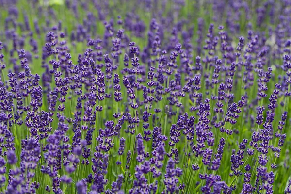 Trädgård med blomstrande lavendel i Frankrike — Stockfoto