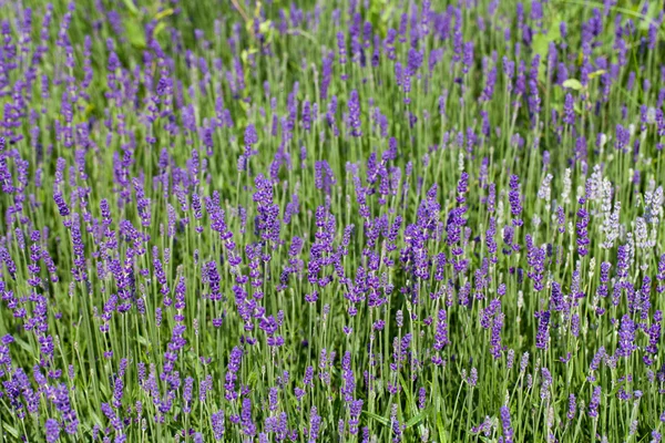 Jardin avec la lavande florissante en France — Photo