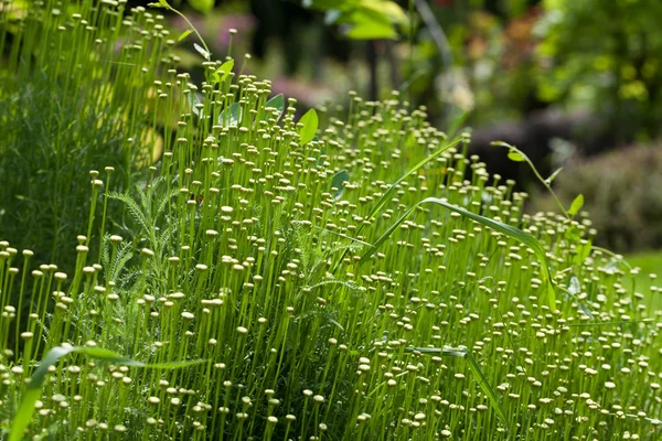 De santolina is een medicinale plant die ruikt naar kamille. — Stockfoto