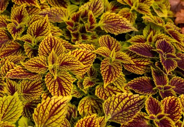 Kola çiçekli kırmızı ve yeşil yapraklı halı. Dekoratif yaprak bahçesi bitkileriyle doğa sahnesi. 