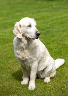Bahçedeki yeşil çimlerin üzerinde güzel bir golden retriever