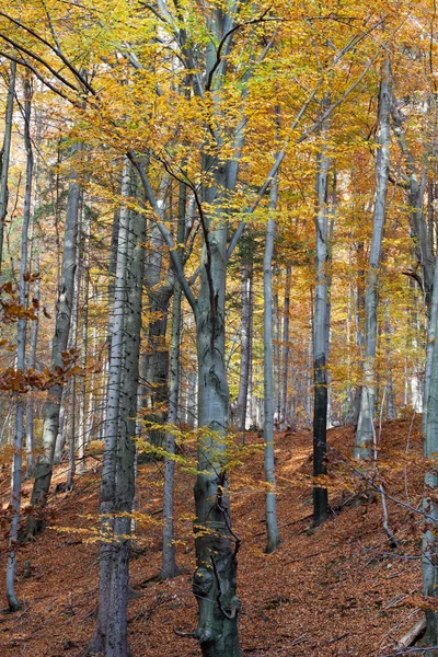 乾燥した葉に対する銀ふなの木の幹 — ストック写真