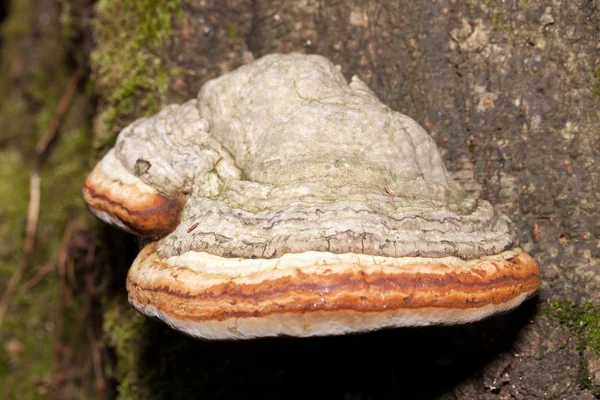 Nahaufnahme von Zunder-Pilz am Baumstamm — Stockfoto