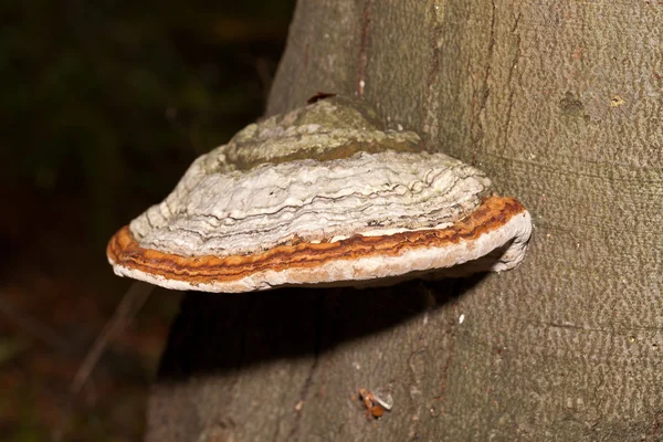 Крупним планом грибок на стовбурі дерева — стокове фото