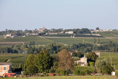Saint Emilion bölgesindeki şarap hasadından önce bir vienyard 'da şarap sıralarında olgunlaşmış kırmızı üzümler. Fransa