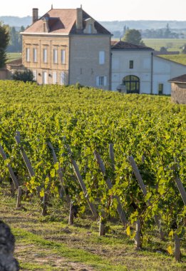 Saint Emilion bölgesindeki şarap hasadından önce bir vienyard 'da şarap sıralarında olgunlaşmış kırmızı üzümler. Fransa